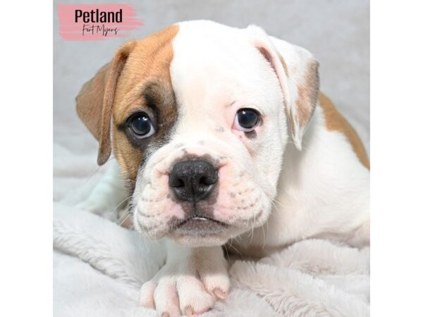 Olde English Bulldog--Female---Petland Fort Myers, Florida