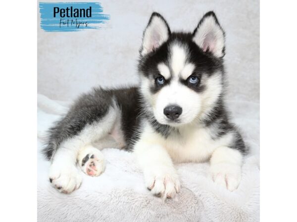 Siberian Husky--Male---Petland Fort Myers, Florida
