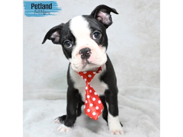 Boston Terrier--Male---Petland Fort Myers, Florida