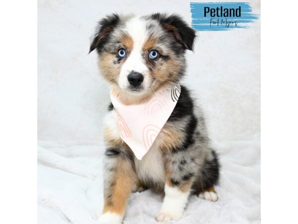 Australian Shepherd--Male---Petland Fort Myers, Florida