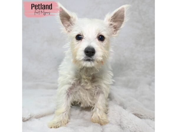 West Highland Terrier--Female---Petland Fort Myers, Florida