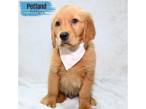 Golden Retriever--Male---Petland Fort Myers, Florida