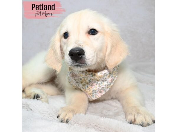 Golden Retriever--Female---Petland Fort Myers, Florida