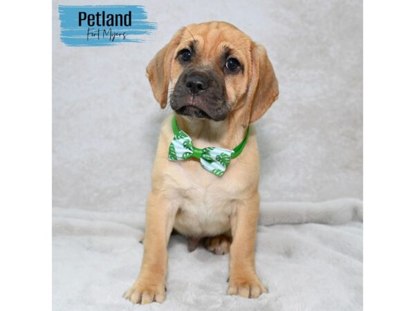 Puggle--Male---Petland Fort Myers, Florida