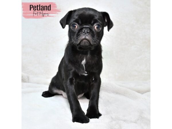 Pug--Female---Petland Fort Myers, Florida