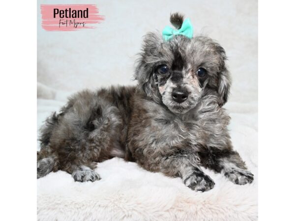 Poodle--Female---Petland Fort Myers, Florida