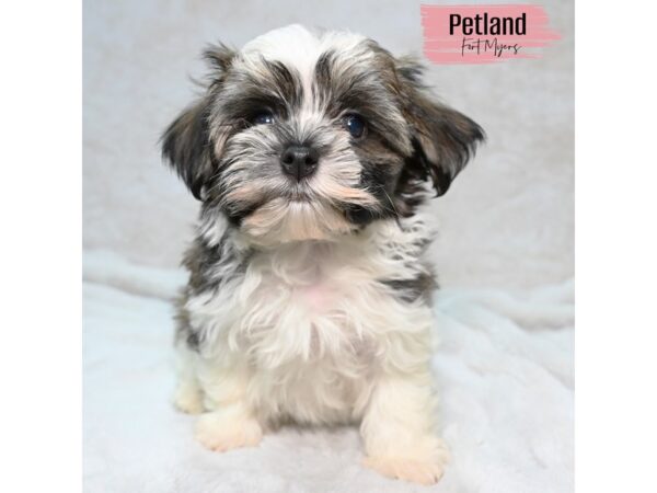 Havanese--Female---Petland Fort Myers, Florida
