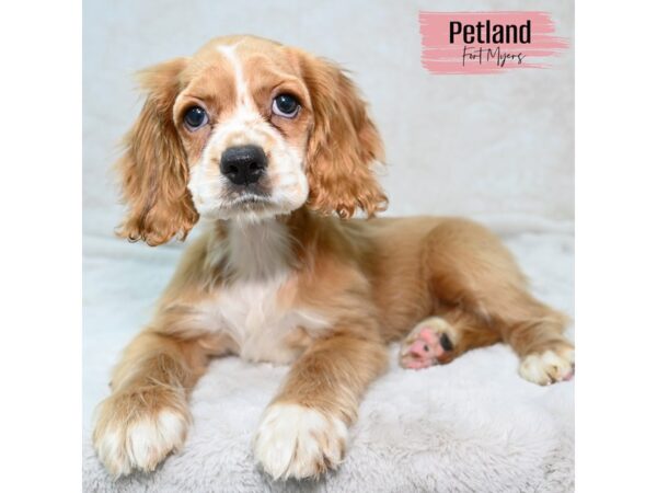 Cocker Spaniel--Female---Petland Fort Myers, Florida