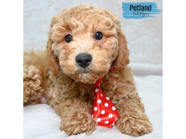 Bichon Poo--Male---Petland Fort Myers, Florida