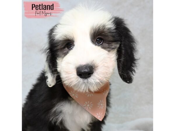 Old English Sheepdog--Female---Petland Fort Myers, Florida