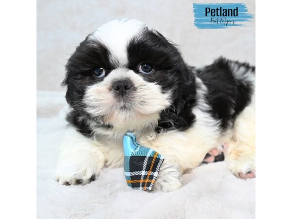 Shih Tzu--Male---Petland Fort Myers, Florida