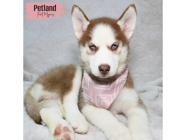 Siberian Husky--Female---Petland Fort Myers, Florida