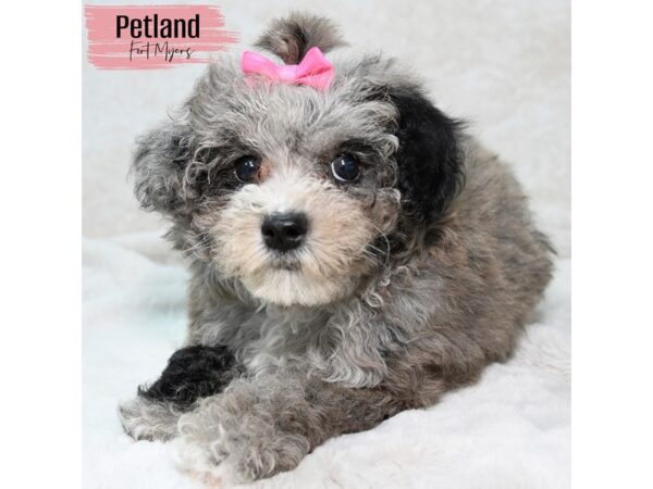 Schnoodle--Female---Petland Fort Myers, Florida