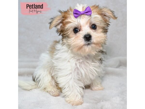 Morkie--Female---Petland Fort Myers, Florida