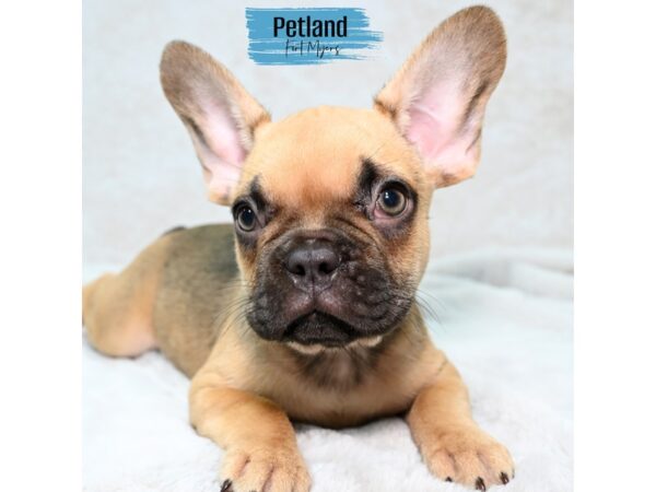 French Bulldog--Male---Petland Fort Myers, Florida