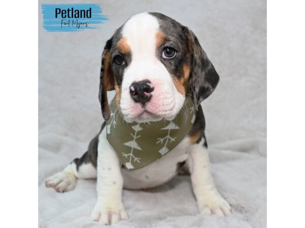 Beabull--Male---Petland Fort Myers, Florida