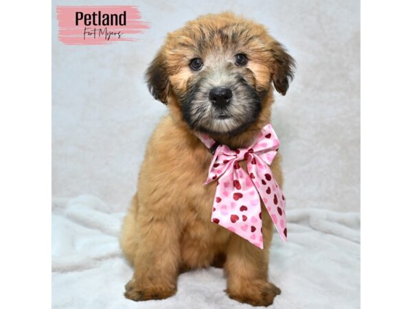 Soft Coated Wheaten Terrier--Female---Petland Fort Myers, Florida