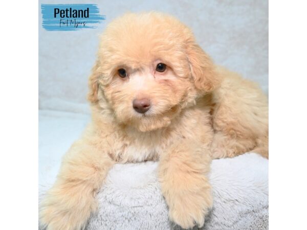 Labradoodle Mini 2nd Gen--Male---Petland Fort Myers, Florida