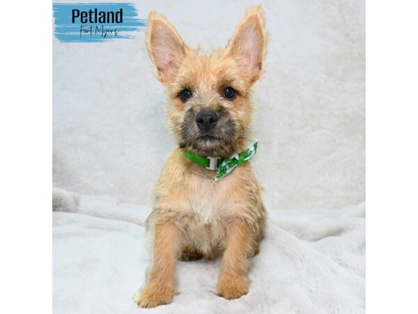 Cairn Terrier--Male---Petland Fort Myers, Florida
