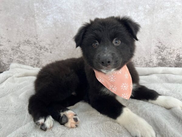 Australian Shepherd--Male---Petland Fort Myers, Florida