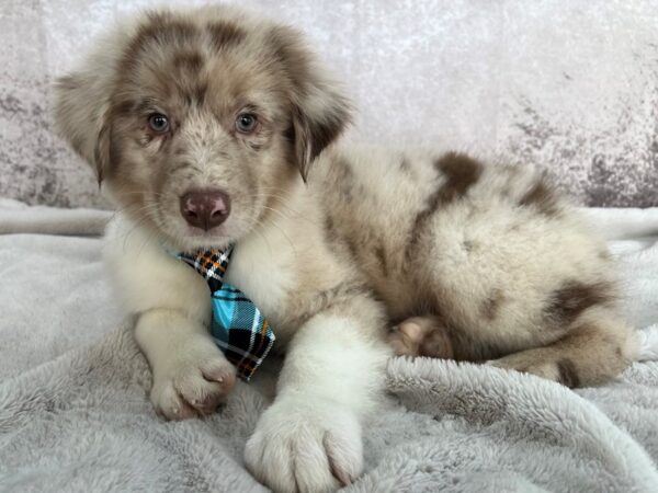 Australian Shepherd--Male---Petland Fort Myers, Florida