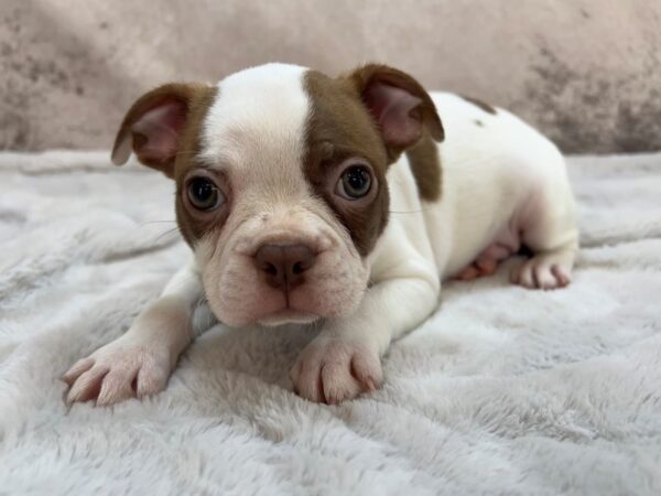 Boston Terrier--Male---Petland Fort Myers, Florida