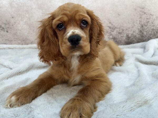 Cocker Spaniel--Female---Petland Fort Myers, Florida