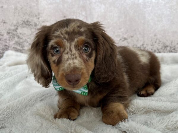 Dachshund--Male---Petland Fort Myers, Florida