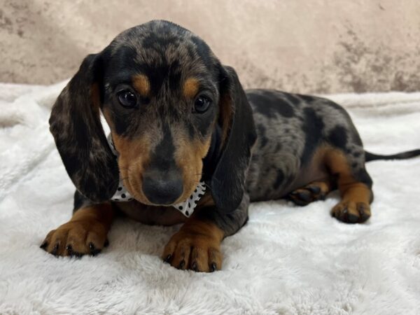 Dachshund--Male---Petland Fort Myers, Florida