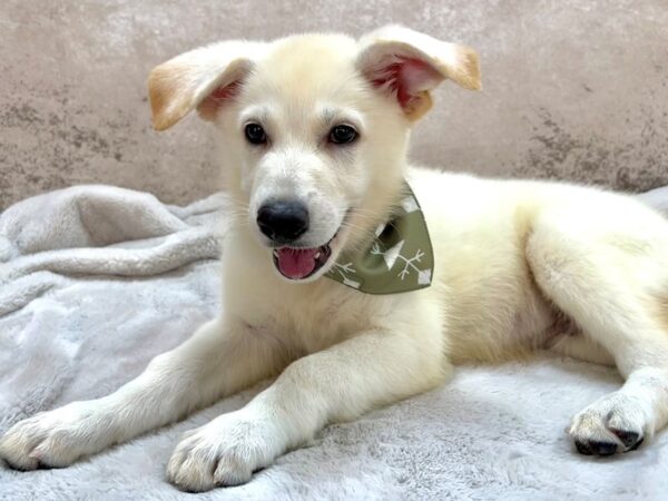 German Shepherd--Male---Petland Fort Myers, Florida