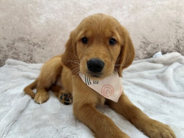 Golden Retriever--Female---Petland Fort Myers, Florida