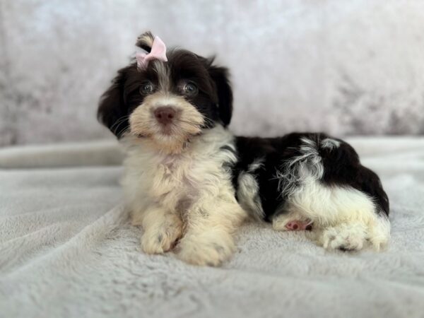 Havanese--Female---Petland Fort Myers, Florida