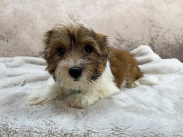 Havanese--Male---Petland Fort Myers, Florida