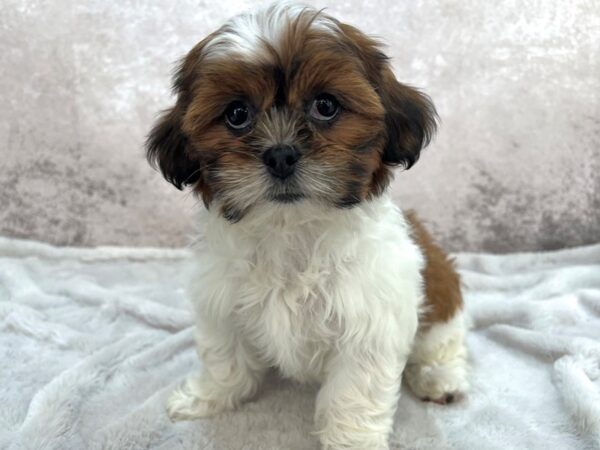 Lhasa Apso--Female---Petland Fort Myers, Florida