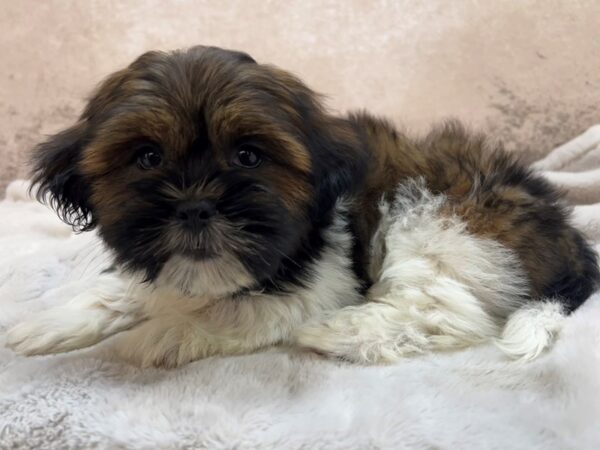 Lhasa Apso--Male---Petland Fort Myers, Florida