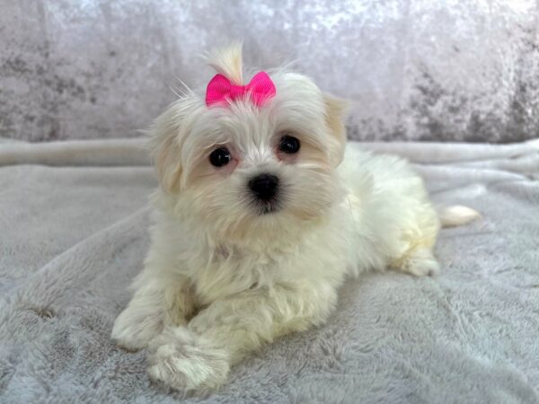 Maltese--Female---Petland Fort Myers, Florida