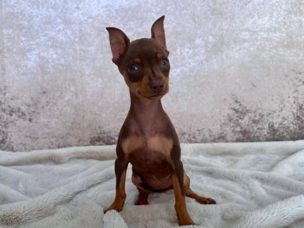 Miniature Pinscher--Female---Petland Fort Myers, Florida