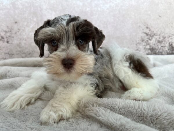 Miniature Schnauzer--Male---Petland Fort Myers, Florida