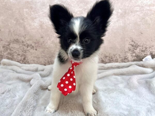 Papillon--Male---Petland Fort Myers, Florida