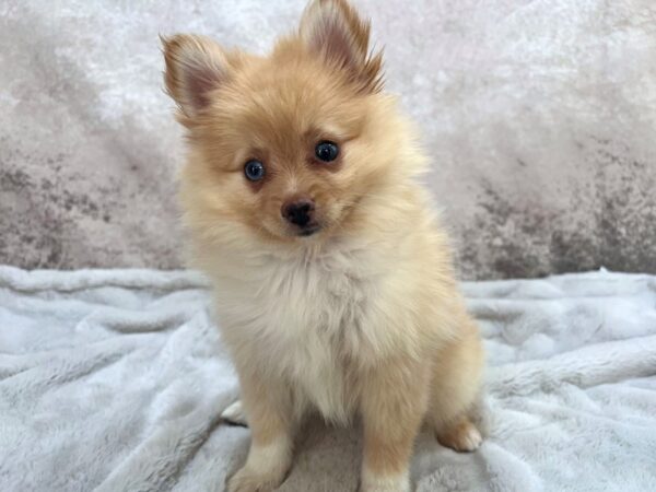 Pomeranian--Female---Petland Fort Myers, Florida