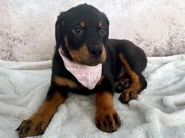 Rottweiler--Female---Petland Fort Myers, Florida