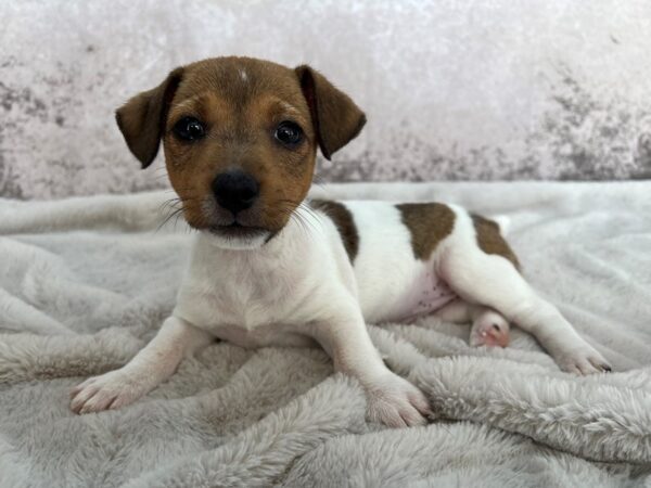 Jack Russell Terrier--Female---Petland Fort Myers, Florida