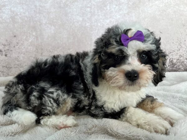 Mini Bernedoodle 2nd Generation--Female---Petland Fort Myers, Florida