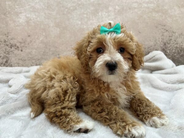 Cavachon--Female---Petland Fort Myers, Florida