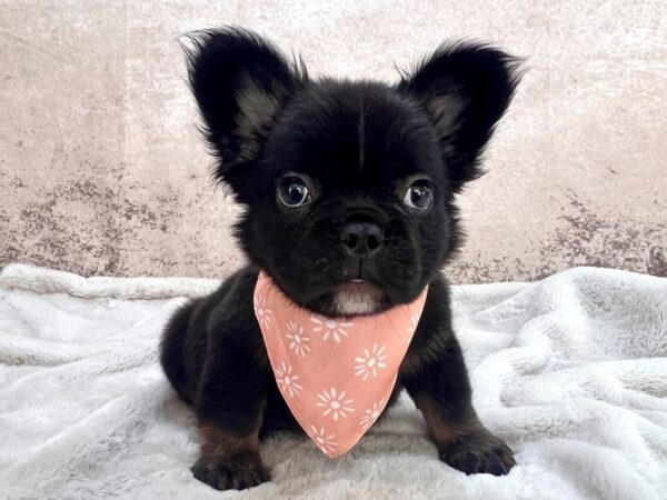Fluffy French Bulldog--Female---Petland Fort Myers, Florida