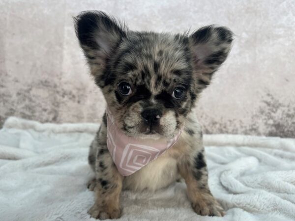 Fluffy French Bulldog--Female---Petland Fort Myers, Florida