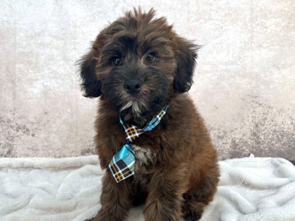 Woodle--Male---Petland Fort Myers, Florida