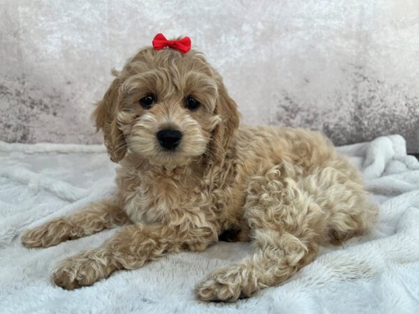 Cockapoo--Female---Petland Fort Myers, Florida