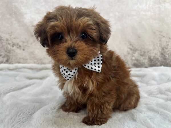 Yorkiepoo--Male---Petland Fort Myers, Florida