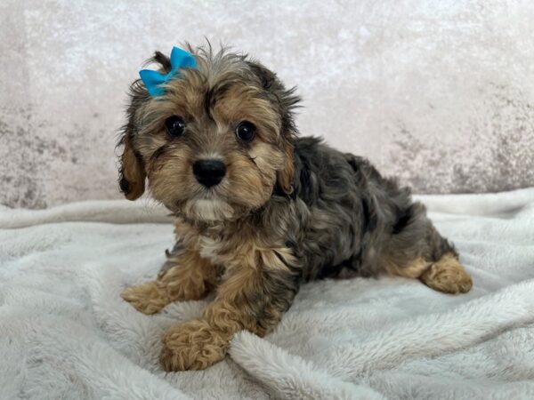 Cavapoo--Female---Petland Fort Myers, Florida